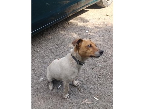 Orjinal saf kan jack russell