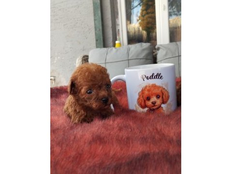 Kore poodle micro bebekler