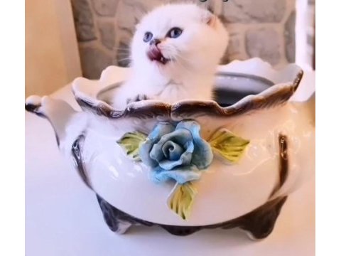 0 kulak dişi golden point scottish fold