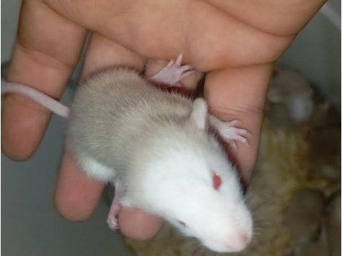 Dumbo rat yavrular