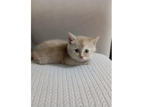 British shorthair 1,5 aylık