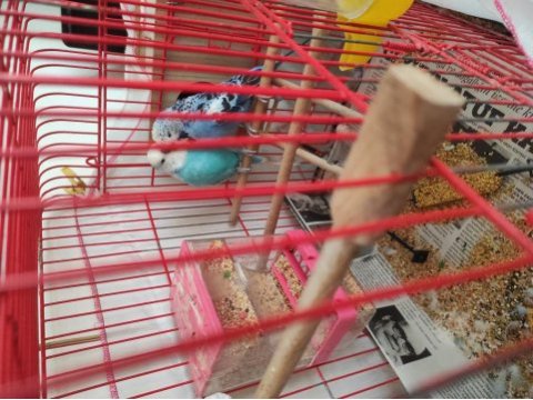 Jumbo takım yuvalık hazırlığında muhabbet kuşu