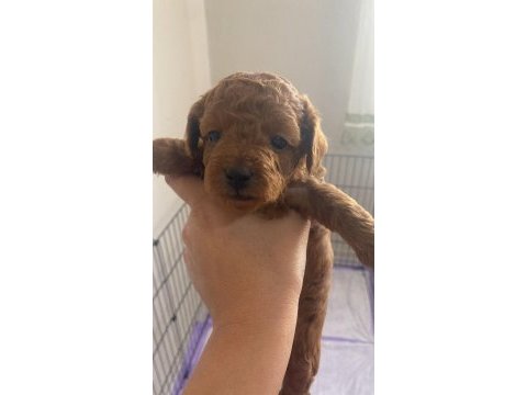 Teslime hazir orjinal toy poodle bebekler