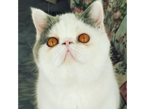 2 yaşında aktif erkek exotic shorthair