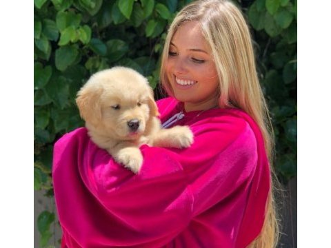 Golden retriever yavrularımız