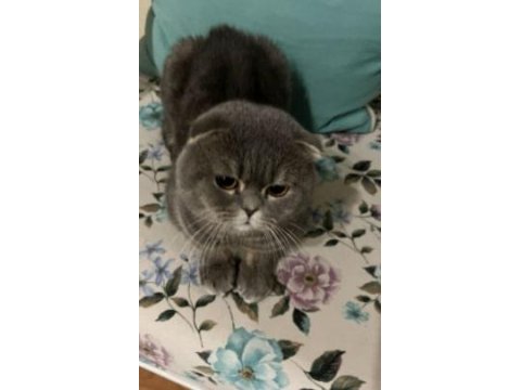 1 yaşında ki oğlumuza yuva arıyoruz scottish fold