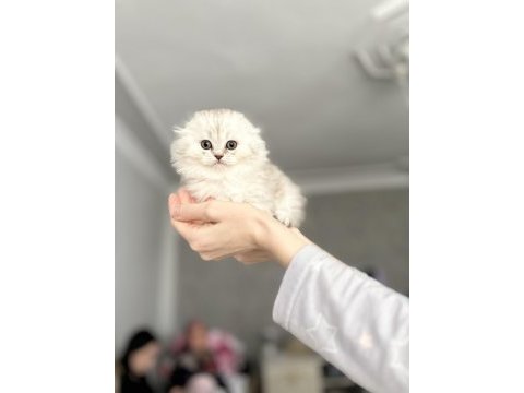 British longhair yavrular