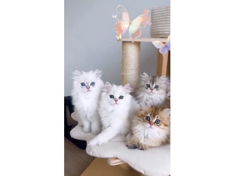 British scottish longhair yavrularımız teslime hazır