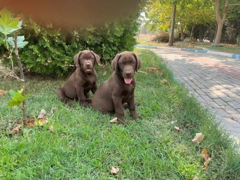 Mükemmel kalitede labrador yavrular