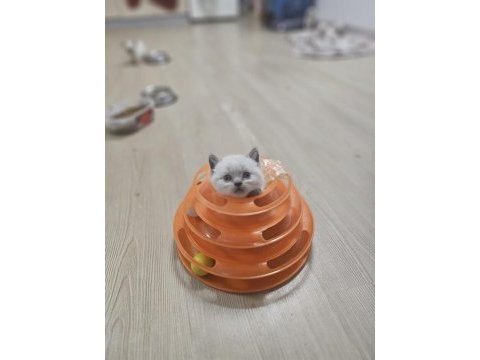 2 aylık egitimi tam plue point oyuncu kedimiz