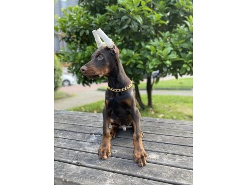 A kalite şecereli king doberman son 2 yavrumuz