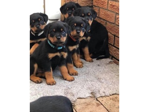 Safkan rottweiler bebeklerimiz