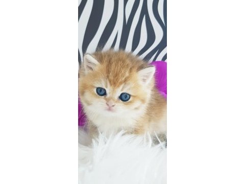 Ankaranın  en güzel golden longhair yavruları