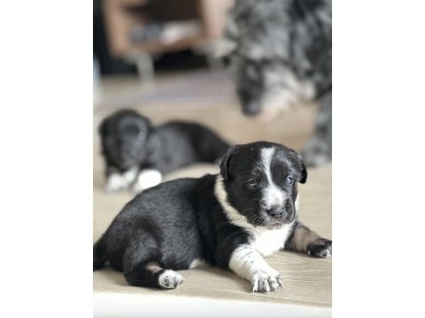 Sevimli terrier yavrular yeni yuvalarını arıyor!