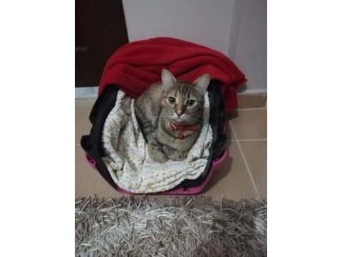 Ücretsiz british shorthair kahiplendirme