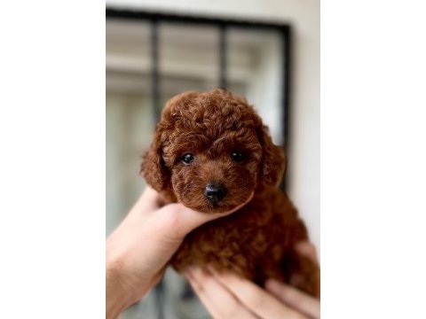 Poodle en en küçük boy 0 numara orijinal teacup yavrular