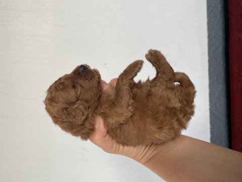 Toy poodle yavrular