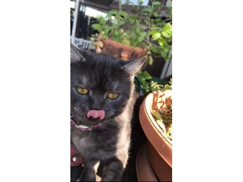 British shorthair kısır dişi kedimiz