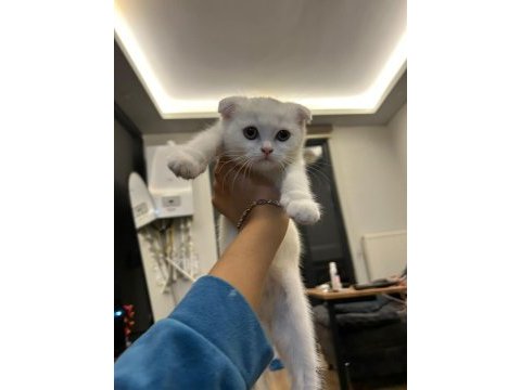 Scottish fold kedisi