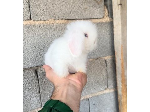 Mavi göz hollanda lop tavşanı