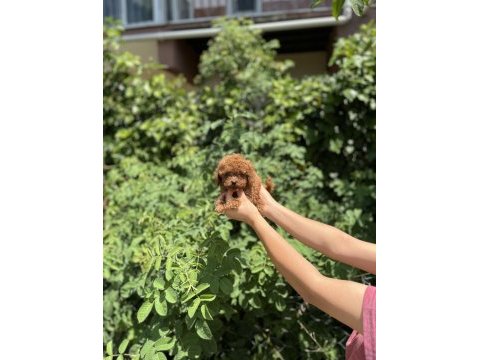 Kore poodle bebekler