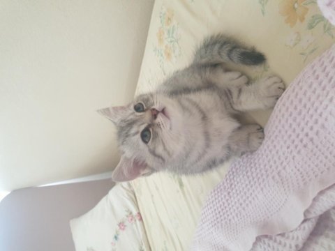 British shorthair