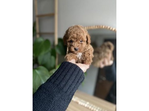 Orjinal toy poodle yavrularım