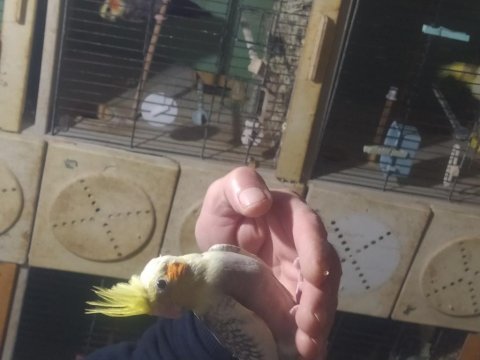 Sultan papağanı