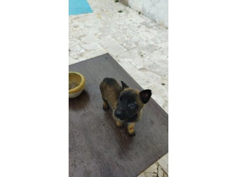 Scr li belçika kurdu yavrularım