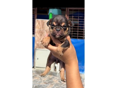 Sevimli ingiliz bulldog yavrularımız