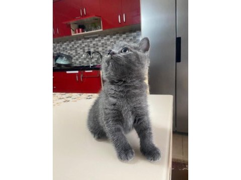 British shorthair yavrumuz yeni ailesini arıyor