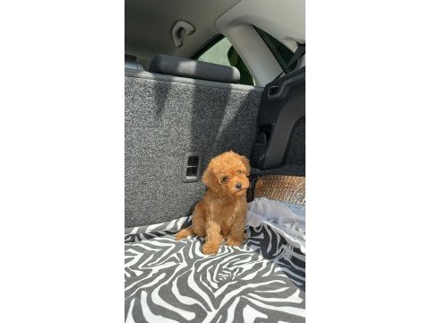 Ev üretimi kg garantili toy poodle yavrularımız