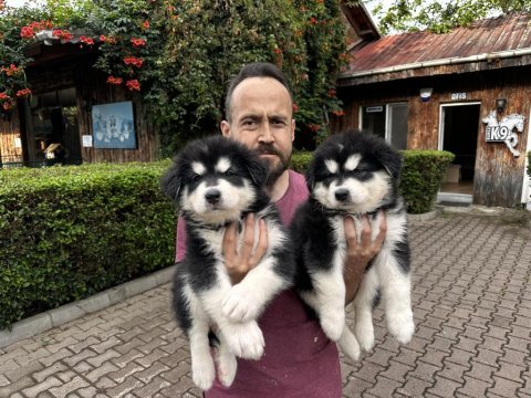 Alaskan malamute yavrularımız