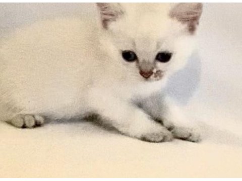 Beyaz mavi gözlü çok tatlı british bebek