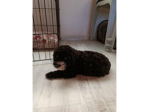 2 aylık poodle ayarında maltipoo