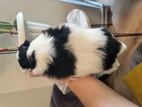 Shih tzu şecereli yavrular a kalite tüm illere gönderim