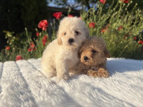 Maltipoo erkek yavrular