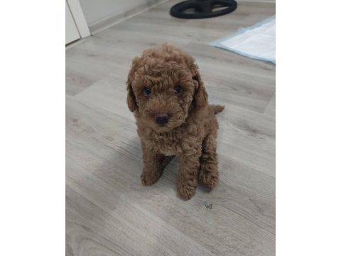Aşılı pasaportlu mikro çipli toy poodle yavrularımız