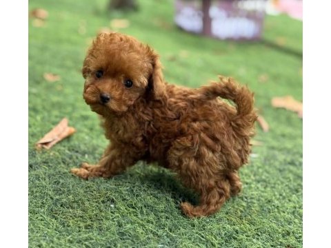 Toypoodle sevimli yavrularımız 