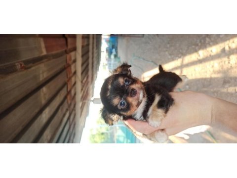 Şivava uzun tüylü (chihuahua)