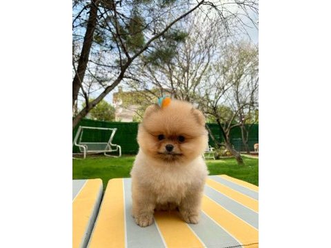 Teddy bear pomeranian yavruları
