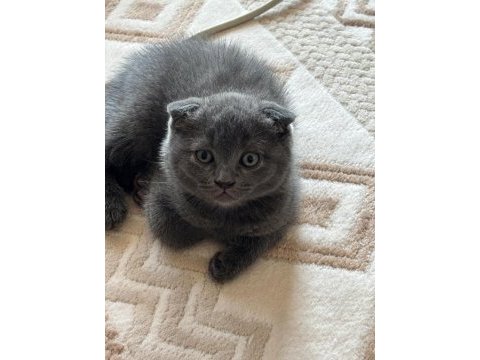 35 günlük sağlıklı erkek scottish fold bebişler