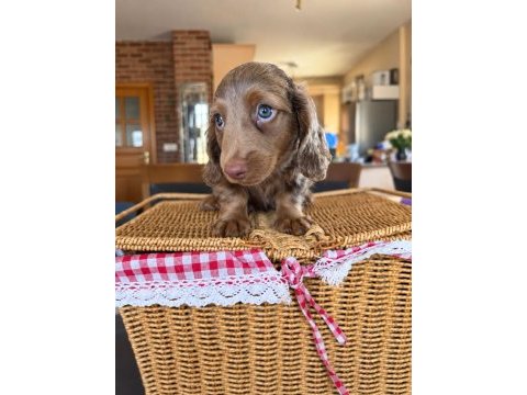 Birbirinden güzel dachshund yavrularımız