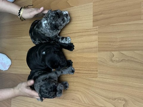 Dişi tecrübeli french bulldog
