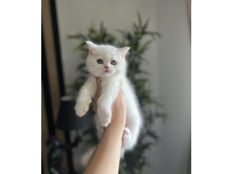 Teslime hazır brıtısh shorthair yavrularım 