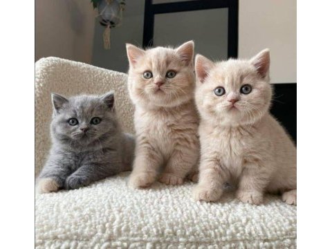Orijinal british shorthair yavrular veteriner kontrollü