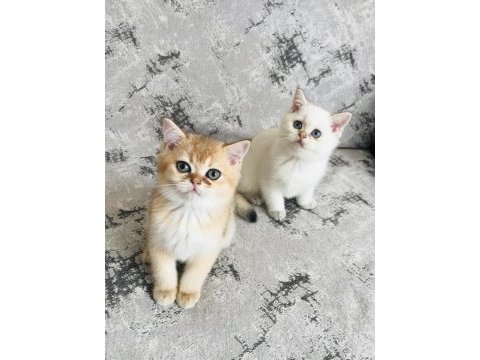 Dünyaca ünlü şecere sahibi british shorthair yavrularımız