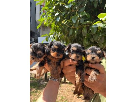 7 mayıs doğumlu orjinal teacup yorkshire terrier bebekler