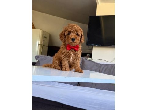 Dişi erkek poodle