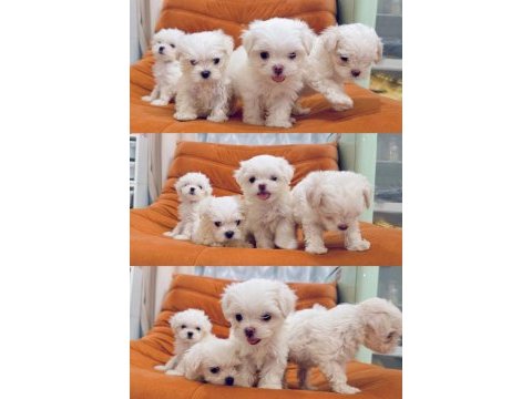 Beyaz maltipoo meleklerimiz yuvasını arıyor